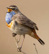 Bluethroat