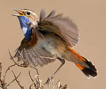 Bluethroat