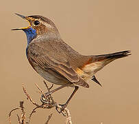 Bluethroat