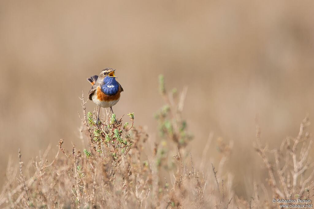 Bluethroat male adult, identification, song