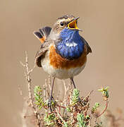 Bluethroat