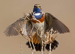 Bluethroat