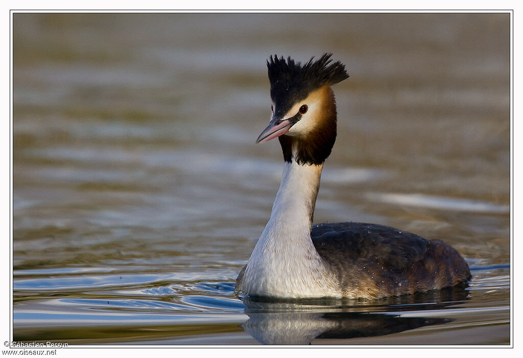 Great Crested Grebe, identification