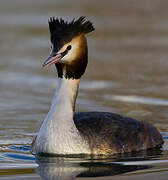 Great Crested Grebe