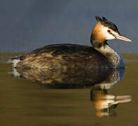 Great Crested Grebe