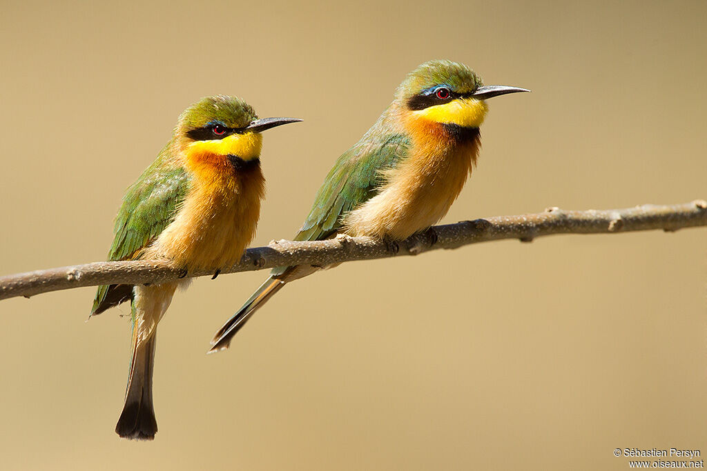 Guêpier nain, identification