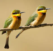 Little Bee-eater