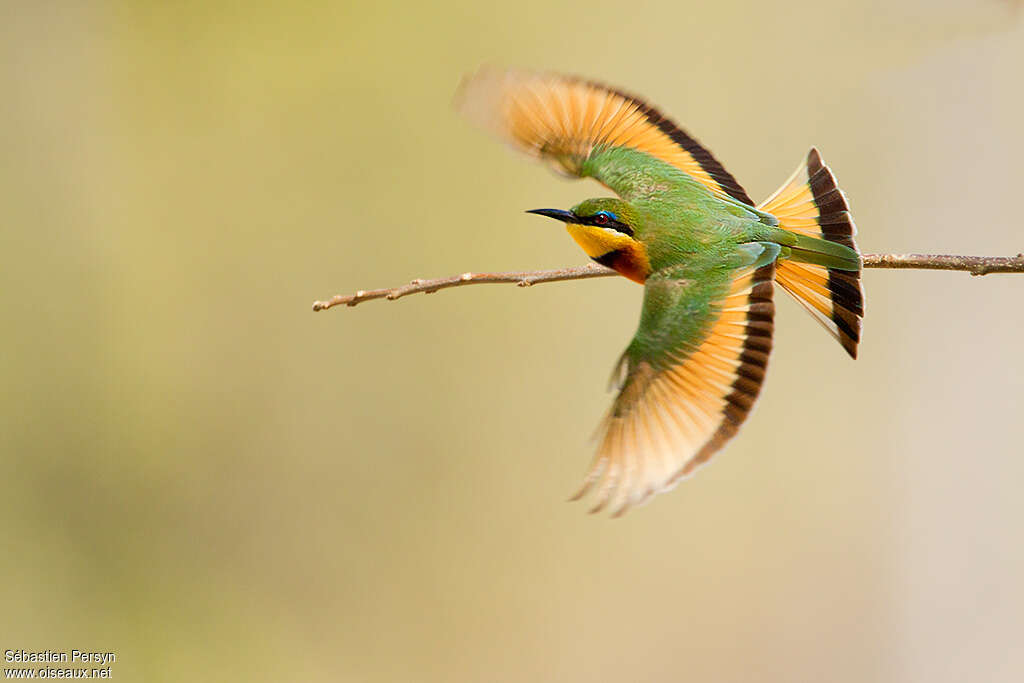 Little Bee-eateradult, pigmentation, Flight