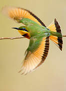 Little Bee-eater