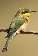 Little Bee-eater