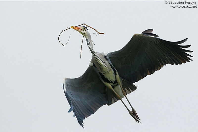 Grey Heronadult, Flight, Reproduction-nesting, Behaviour