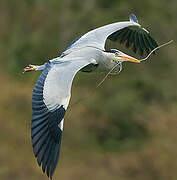 Grey Heron