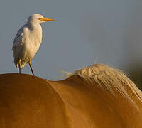 Western Cattle Egret