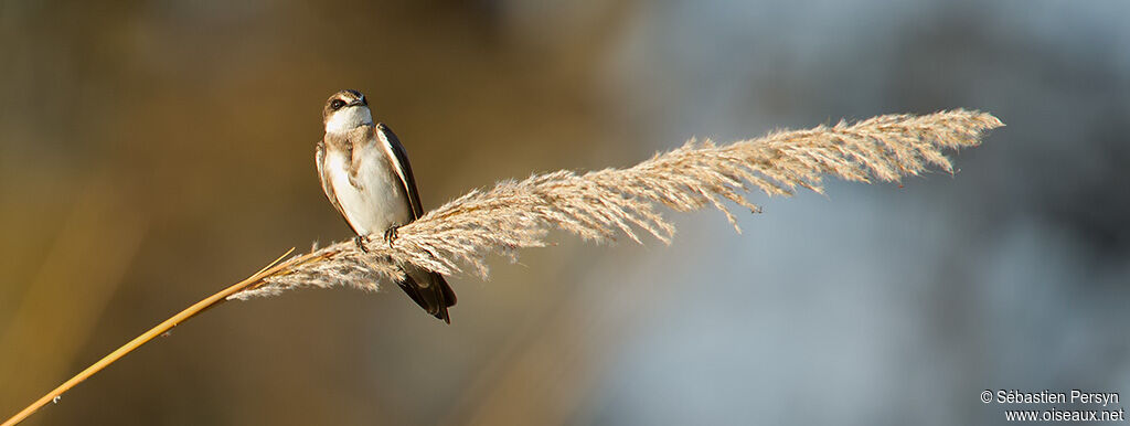 Banded Martin