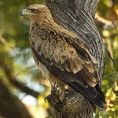 Aigle ravisseur