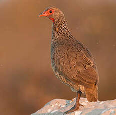 Francolin de Swainson