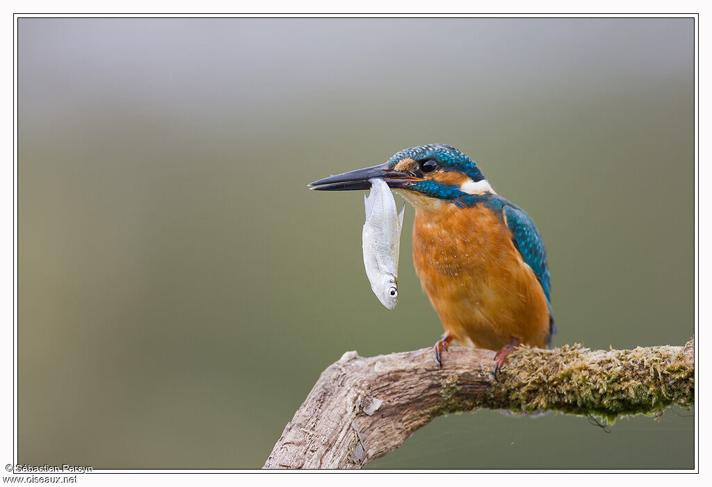 Common Kingfisher male juvenile, feeding habits