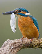 Common Kingfisher