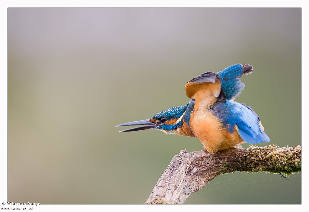 Common Kingfisher male juvenile, Behaviour