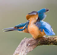 Common Kingfisher