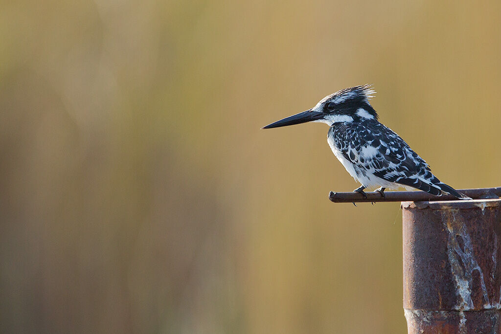 Pied Kingfisher, identification