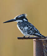 Pied Kingfisher