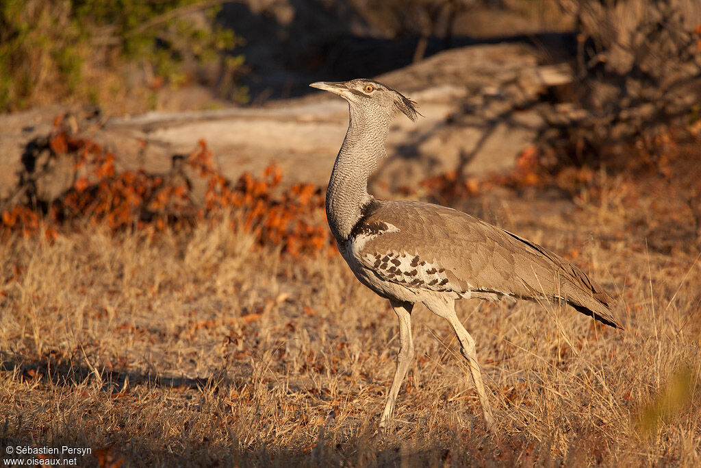 Kori Bustard, identification