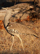 Kori Bustard