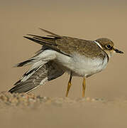 Little Ringed Plover