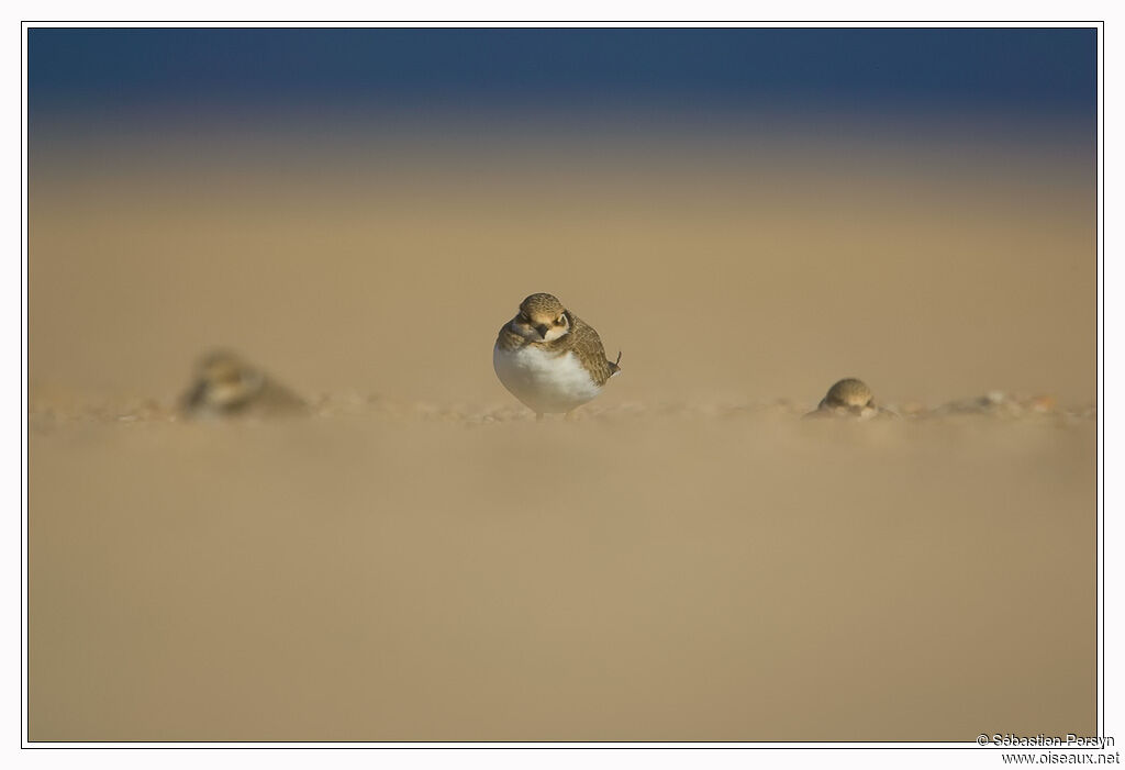 Little Ringed Ploverjuvenile, Behaviour