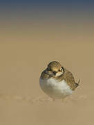 Little Ringed Plover