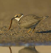 Little Ringed Plover