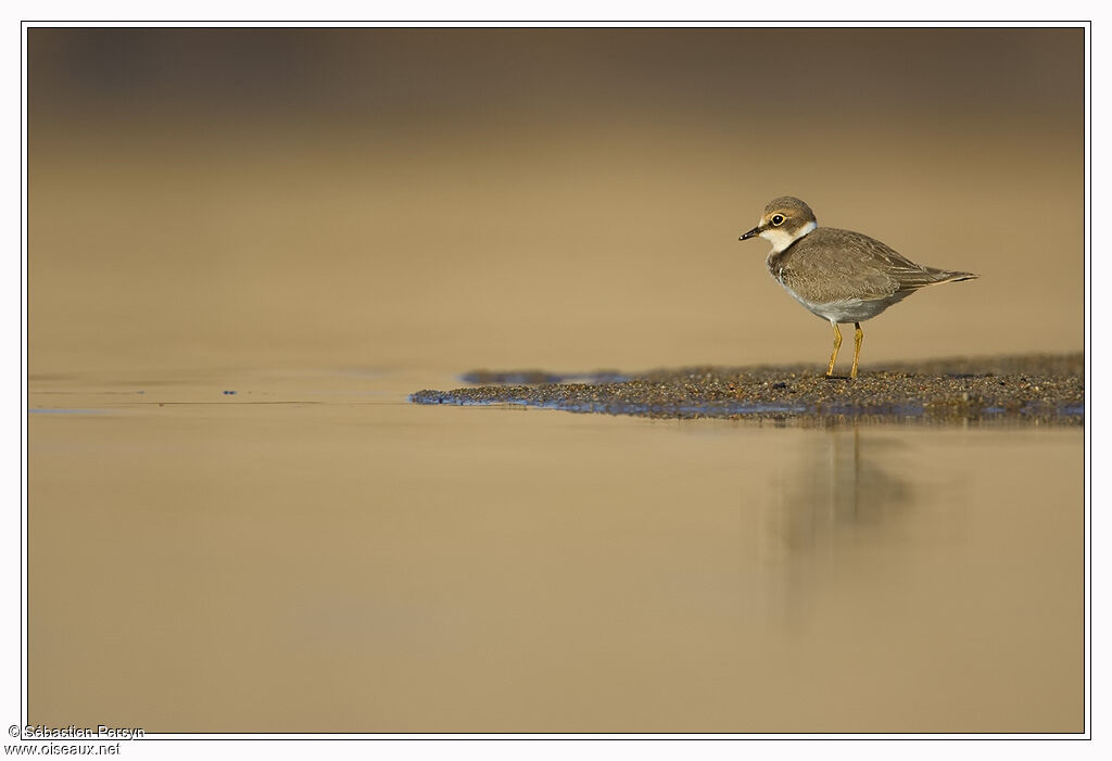 Little Ringed Ploverjuvenile, identification