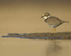 Little Ringed Plover