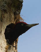 Black Woodpecker