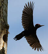 Black Woodpecker