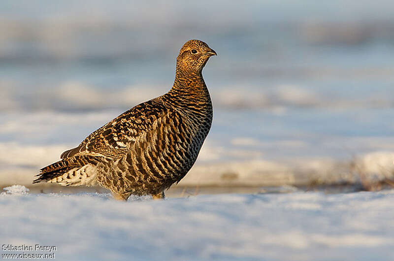 Black Grouse female adult breeding, identification