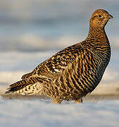 Black Grouse