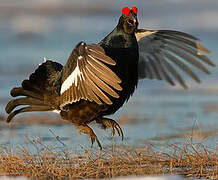 Black Grouse