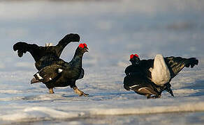 Black Grouse