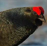 Black Grouse