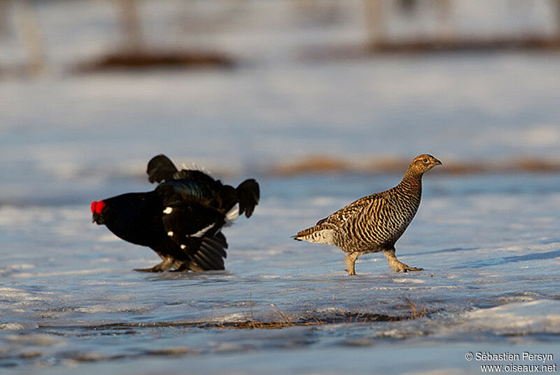 Black Grouse adult, Behaviour