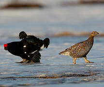 Black Grouse