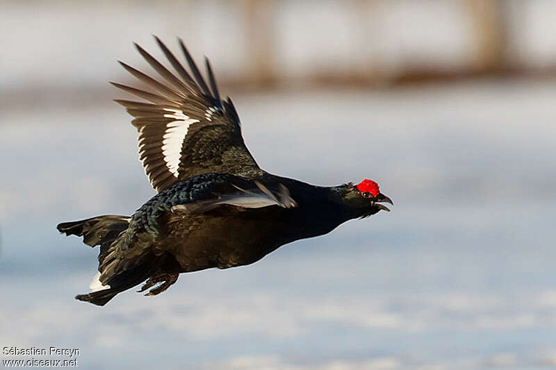 Black Grouse male adult breeding, Flight