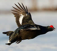 Black Grouse