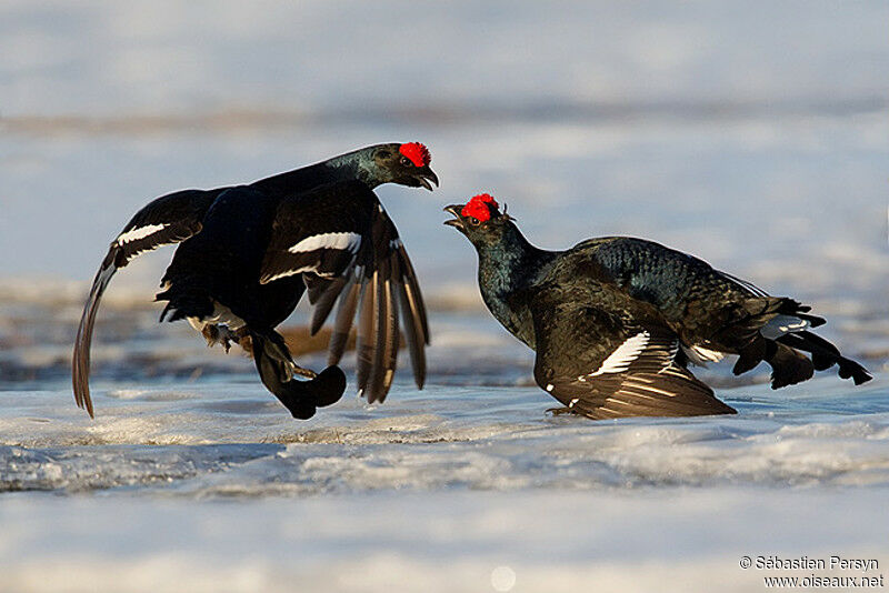 Black Grouse male adult breeding, Behaviour