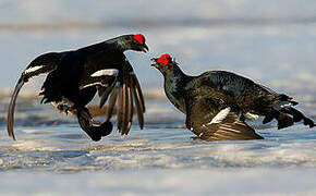 Black Grouse