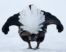 Black Grouse