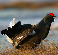 Black Grouse