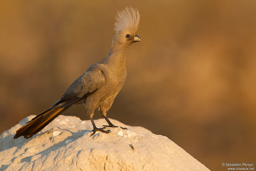 Grey Go-away-bird, identification